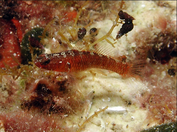 Odondebuenia balearica (Ghiozzetto delle baleari)